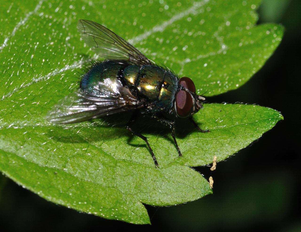 Conferma per Lucilia sp.